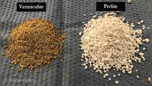 can i use perlite instead of vermiculite.jpg