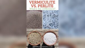 can i use vermiculite instead of perlite.jpg