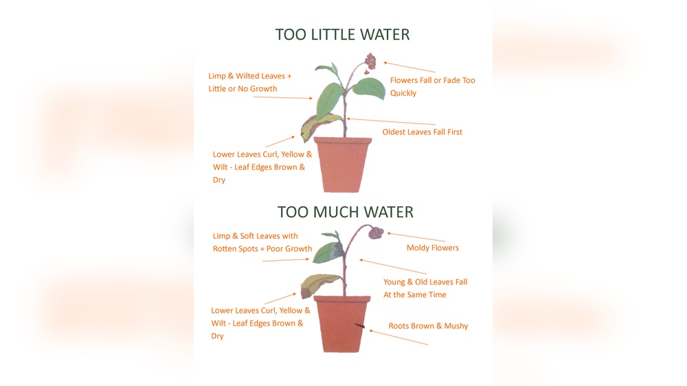 can watering a plant too much kill it.jpg