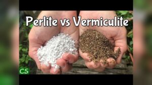 difference between vermiculite and perlite.jpg