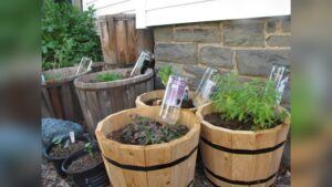 do it yourself plant waterer.jpg