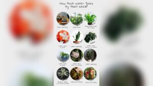 do plants need to be watered everyday.jpg