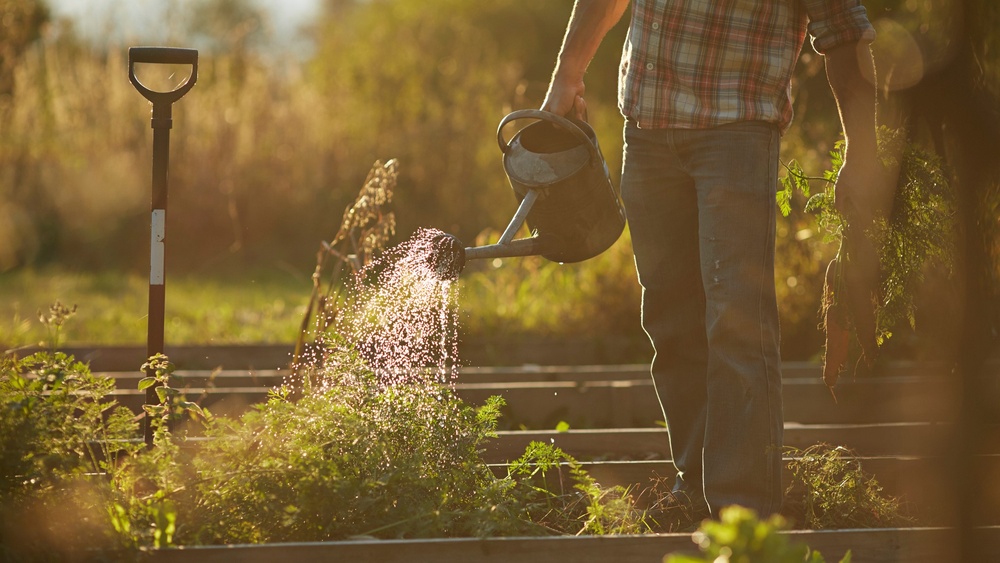 do plants need watering every day in hot weather.jpg