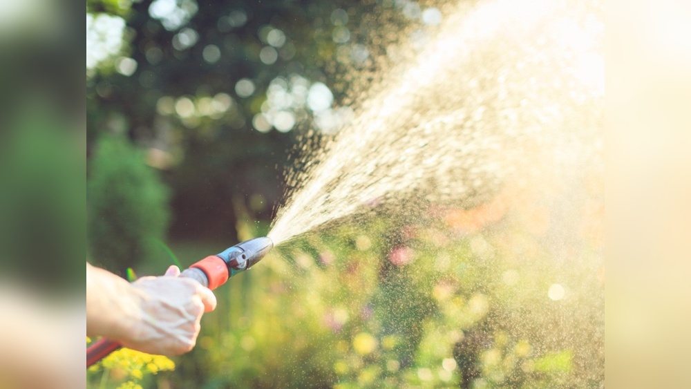 does watering plants in the sun burn them.jpg