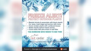 does watering plants prevent freezing.jpg