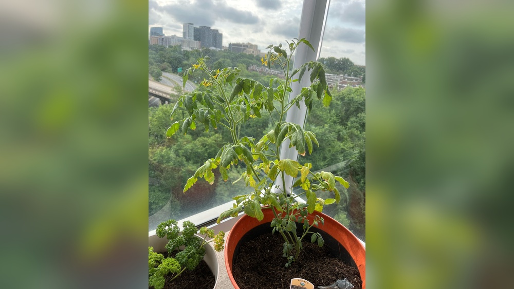 what does an over watered tomato plant look like.jpg