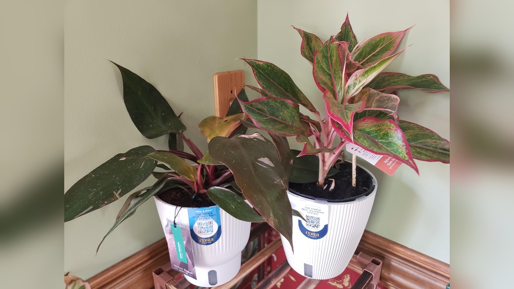what plants do well in self watering pots.jpg