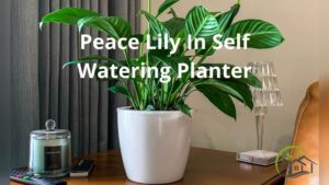 what plants like self watering pots.jpg