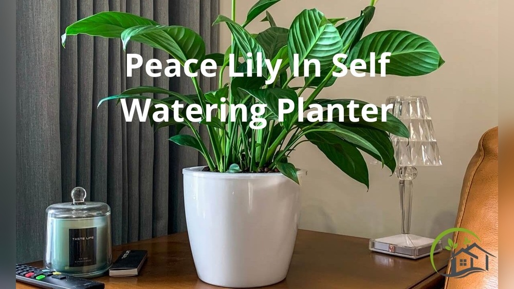 what plants like self watering pots.jpg