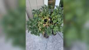 when do you stop watering potato plants.jpg