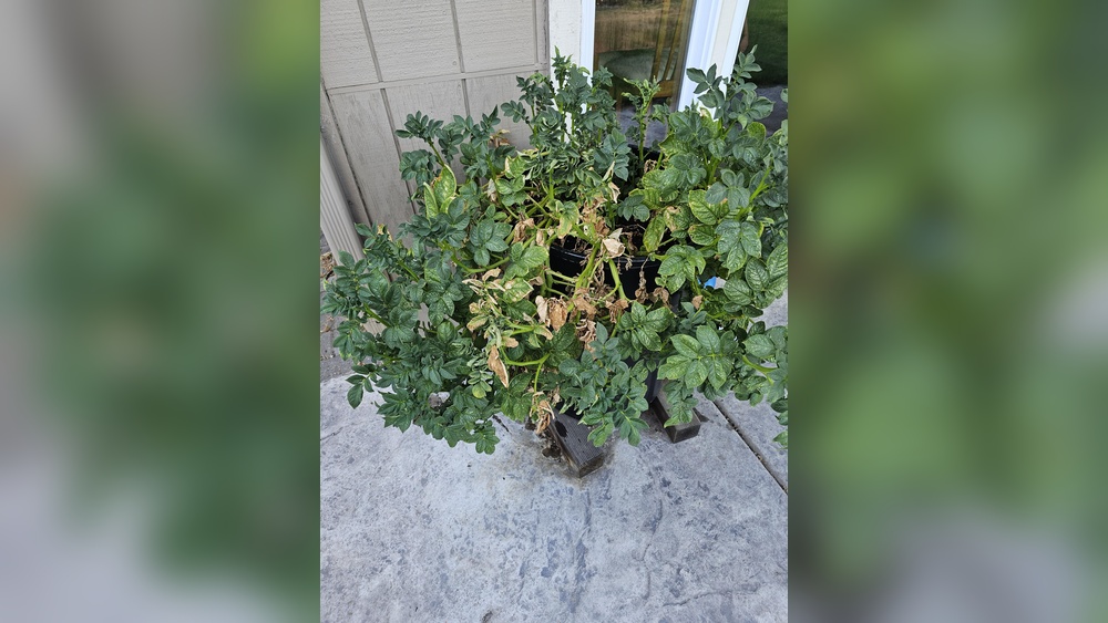 when do you stop watering potato plants.jpg