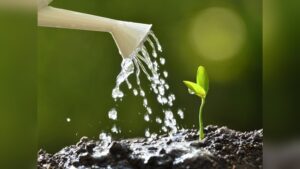 when should plants be watered.jpg