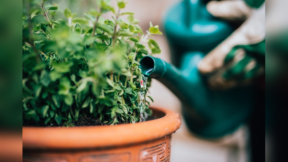 when should you stop watering plants in the fall.jpg