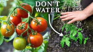 when to stop watering tomato plants.jpg
