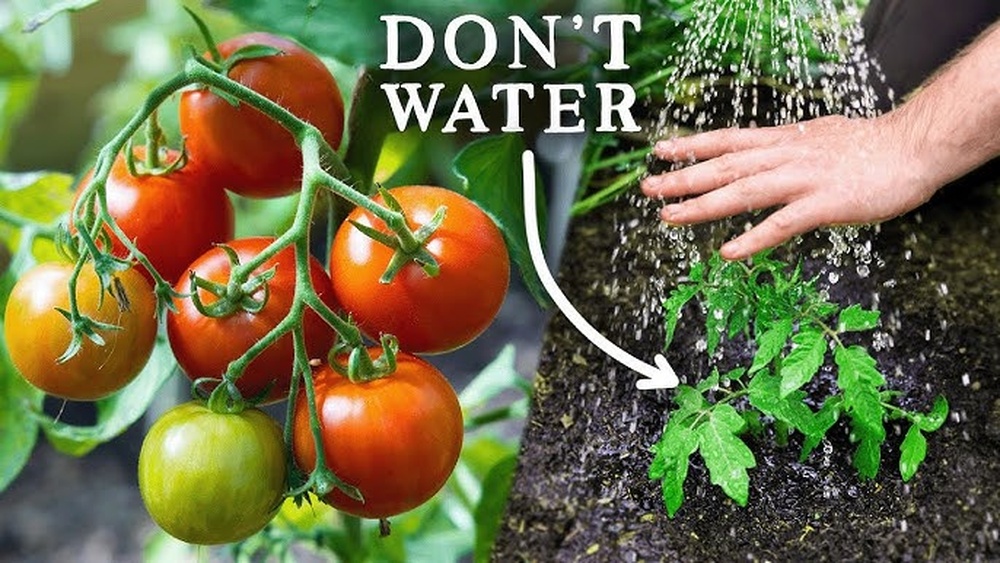 when to stop watering tomato plants.jpg