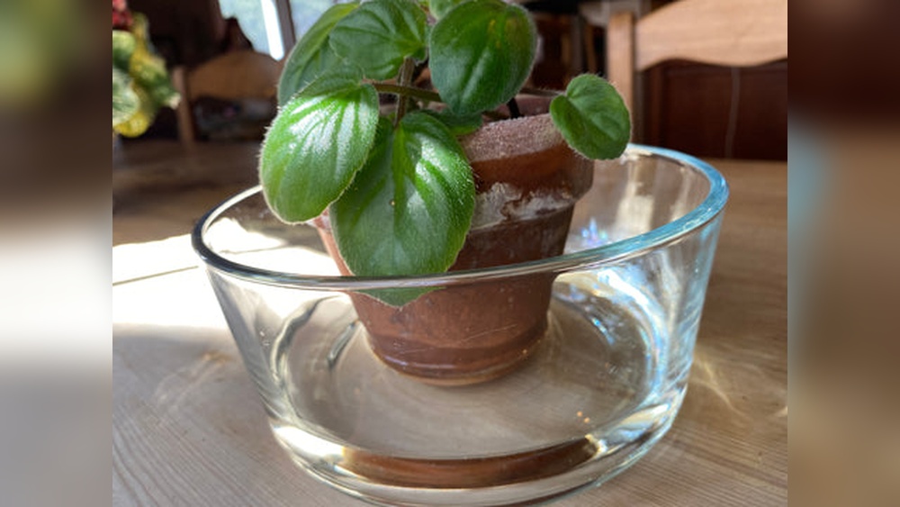 which plants like bottom watering.jpg